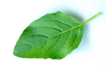 Obraz premium Basil leaves on a white background.