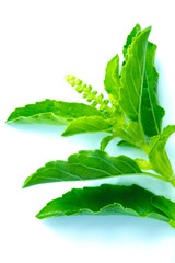 Obraz premium Basil leaves on a white background.