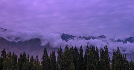 tree in front of the mountain landscape