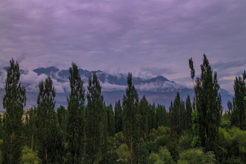 tree in front of the mountain landscape
