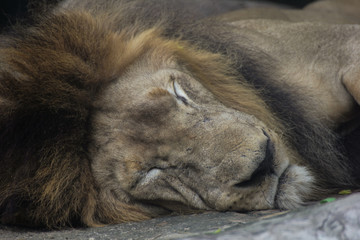 lion sleeping on the ground.