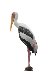 Close - up of a painted stork isolated on white background - clipping paths.