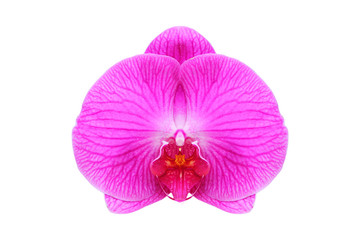 Fototapeta na wymiar Close - up of orchid flower isolated on white background - clipping paths.