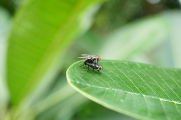 Cluster fly mating on tree leaf with natural green background, Tropical insect with large orange color eye