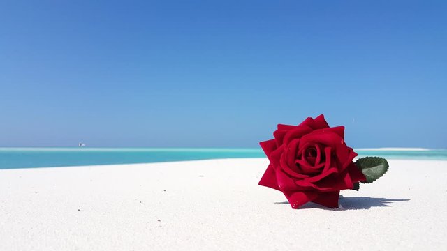 Summer love romance concept, Beautiful red rose on the soft white sand beach, close up background shot with copy space