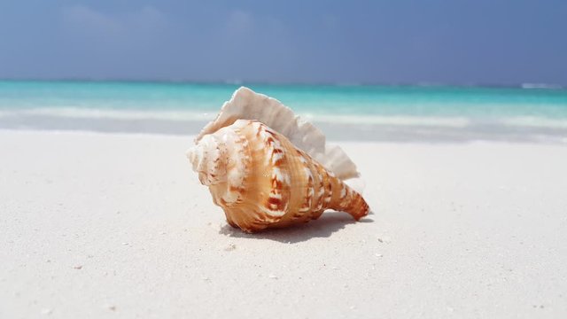 close up Queen Conch Seashell On Sand, abstract summer vacation background