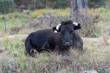 a black salers cow sitting in the australian heat