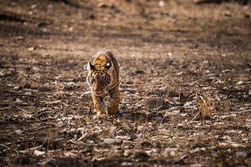 Fearless and bold female tiger cub playing alone and coming head on in absence of her mother at ranthambore national park, rajasthan, india - panthera tigris