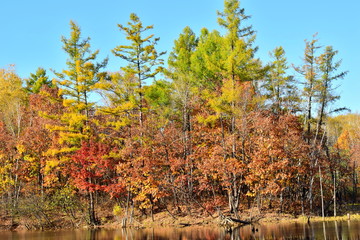Colorful forest at the edge of the pond.