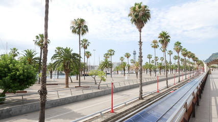 Palmenallee in Barcelona