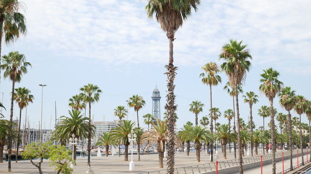 Palmenallee in Barcelona