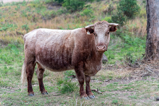 salers cattle in the australian heat