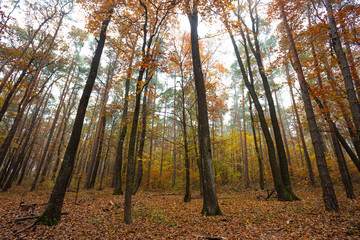 colorful autumn forest