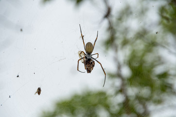 Fototapeta premium Golden Orb Weaver spider hanging in a web eating a dead cicada