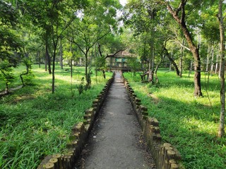 Fototapeta premium Forest