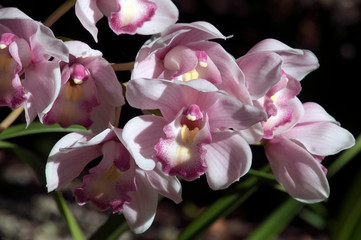 Sydney Australia, stem of pale mauve orchid flowers