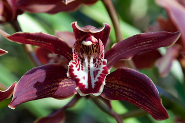 Sydney Australia, orchid with dark petals in winter sunshine
