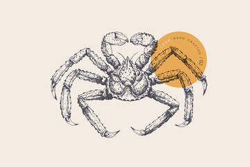 Hand drawn black and white king crab on a light isolated background. It can be used for the design of the menu of fish restaurants, for packaging in markets and in stores. Vector vintage illustration. © KOSIM