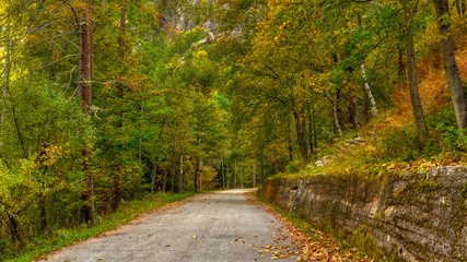 road in autumn forest