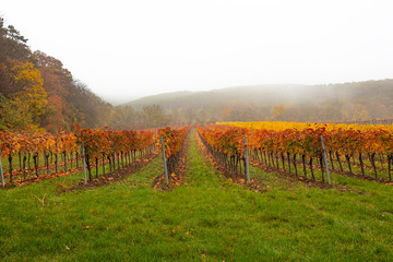 autumn vineyards landscape 