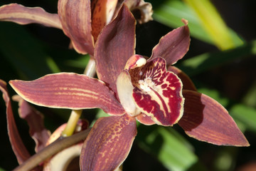 Sydney Australia, orchid with brown petals in winter sunshine