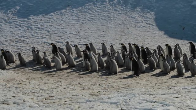 A colony of Emperor penguins (aptenodytes forsteri)on the ice of Davis sea,Eastern Antarctica
