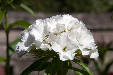 Sydney Australia, white flowerhead of dianthus flowers 