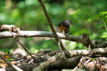 bird on a branch