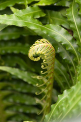 Sydney Australia, new fern frond unfurling in garden