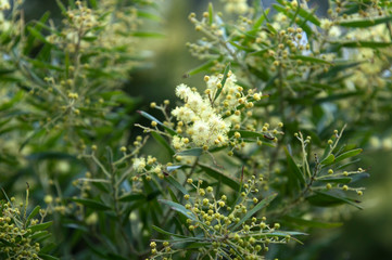 Sydney Australia, pale yellow flowers and buds of an acacia myrtfolia or myrtle wattle bush