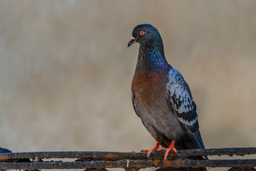 Closeup of urban pigeon sitting on the fence in the park