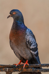 Closeup of urban pigeon sitting on the fence in the park