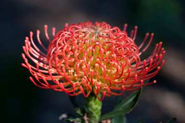Sydney Australia, bright orange flowerhead of a Leucospermum x lineare shrub
