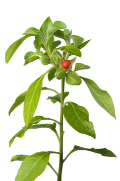 Ashwagandha plant with red berry
