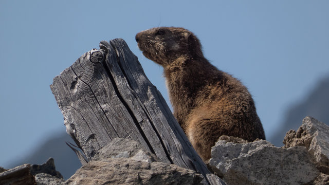 Marmotte en Maurienne - Juillet 2019