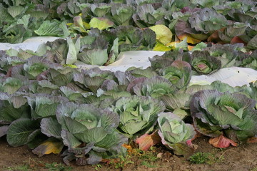 秋の日本国北海道の田舎のキャベツ畑
