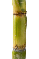 Piece of fresh sugar cane