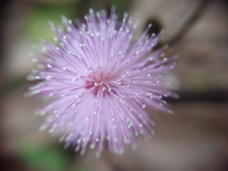 closeup of purple flower