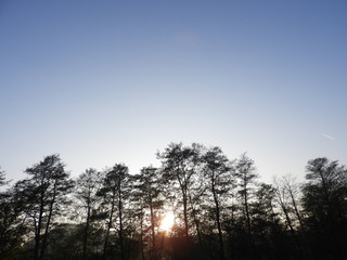 trees and sky at sunset