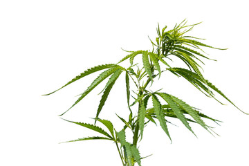 Hemp Plantation (cannabis) Closeup of a hemp plant isolated on white