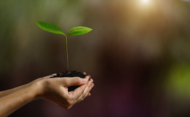 Green world earth day.Hand holding small tree for planting. concept in morning light