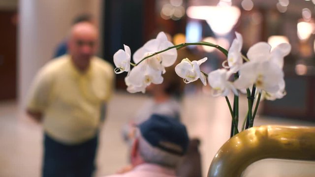 A closeup of a flower. Against the background is a man.