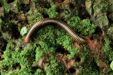 Striped insect