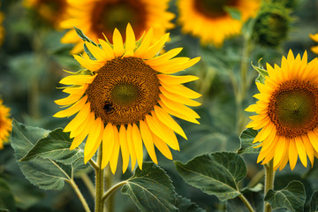 Field of sunflowers