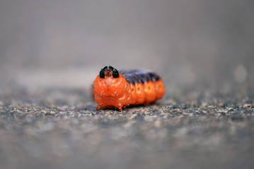 Large red caterpillar on the road, macrophotography