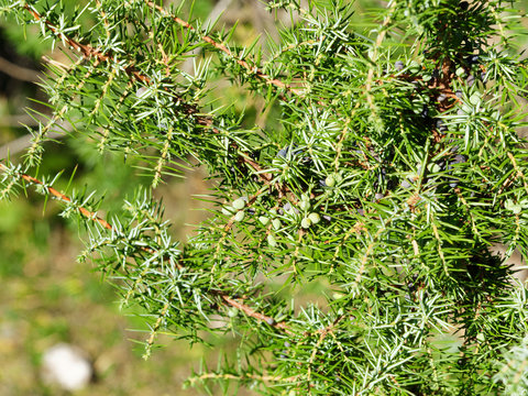 Baies de genévrier ou genièvre bleuâtre et verte, du genévrier commun utilisées comme condiment en cuisine (Juniperus communis)