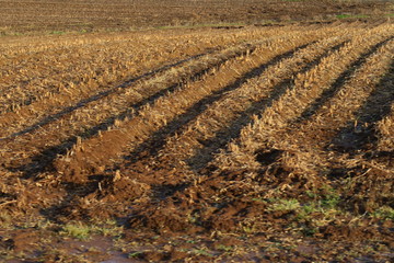 秋の日本国北海道の田舎の畑