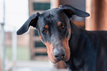 Doberman portrait of a dog with hanging ears without a collar