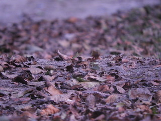 Background of colorful leaves. Autumn Leaves On The Ground