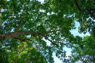 Green forest in southeast Asia